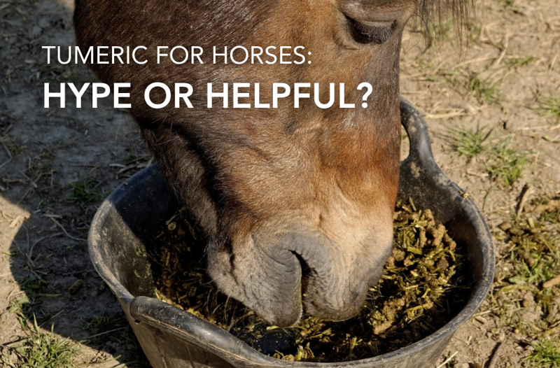 Turmeric for Horses: Hype or Helpful? | Equine Science Matters™